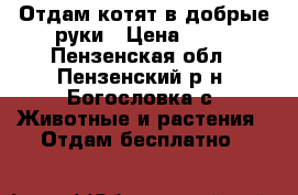 Отдам котят в добрые руки › Цена ­ 50 - Пензенская обл., Пензенский р-н, Богословка с. Животные и растения » Отдам бесплатно   